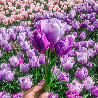 Bountiful Blooms Multi Flowering Tulip