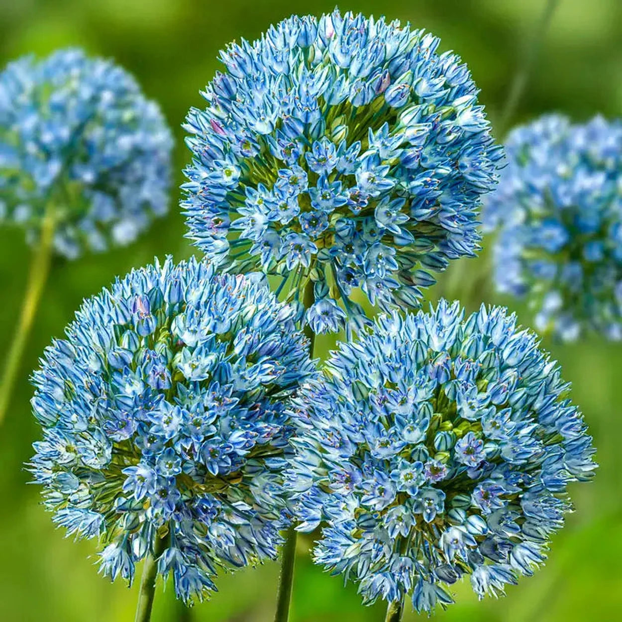 potted allium plants for sale Zamin Allium