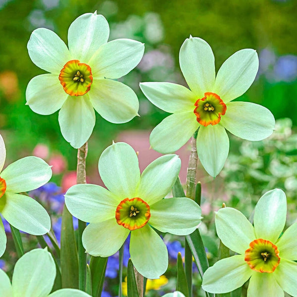 Viridiflora Daffodil | Breck's