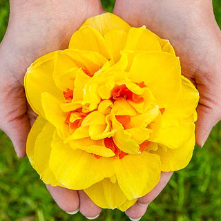 Dutch Dynamite Daffodil