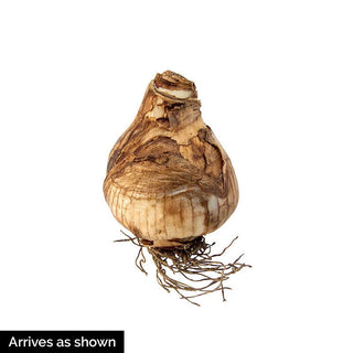 Dutch Dynamite Daffodil