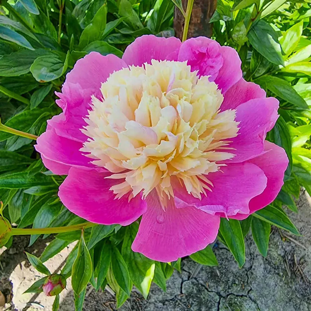 potted peony plants for sale near me Bowl Of Beauty Peony - 1 Per Package | Pink | Paeonia lactiflora 'Bowl Of Beauty' | Zone 3-8 | Fall Planting