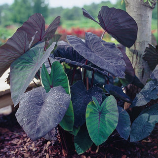 Black Magic Elephant Ear