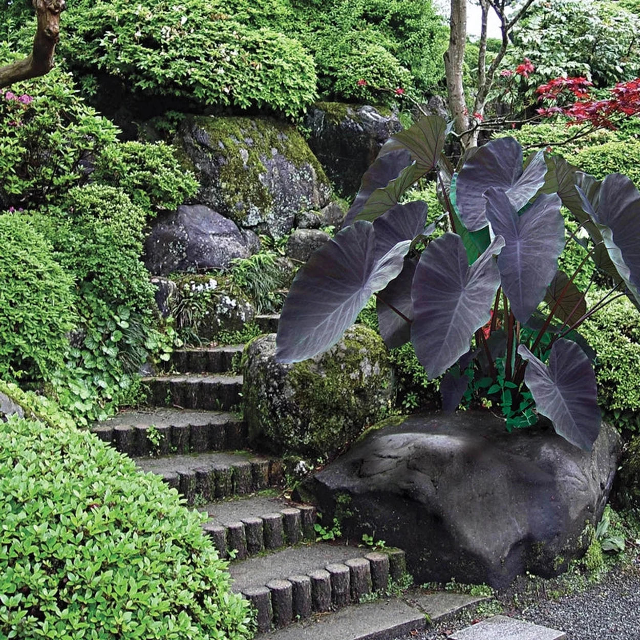 plant with elephant ears Black Magic Elephant Ear