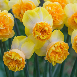 Art Perfume Daffodil