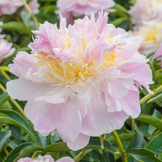 La Donna Peony