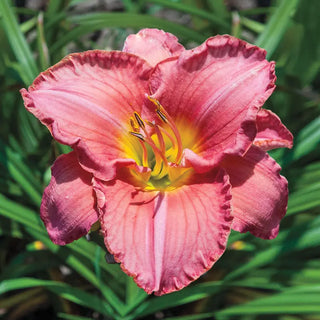 Scottish Fantasy Reblooming Daylily