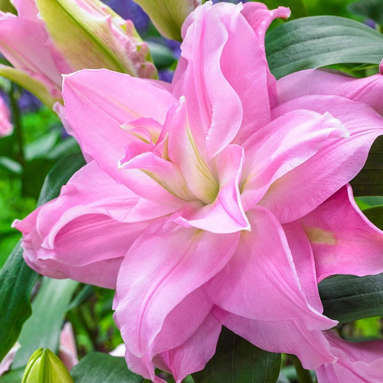 brecks asiatic lilies Shop Roselily Collection | Spring Planted Bulbs