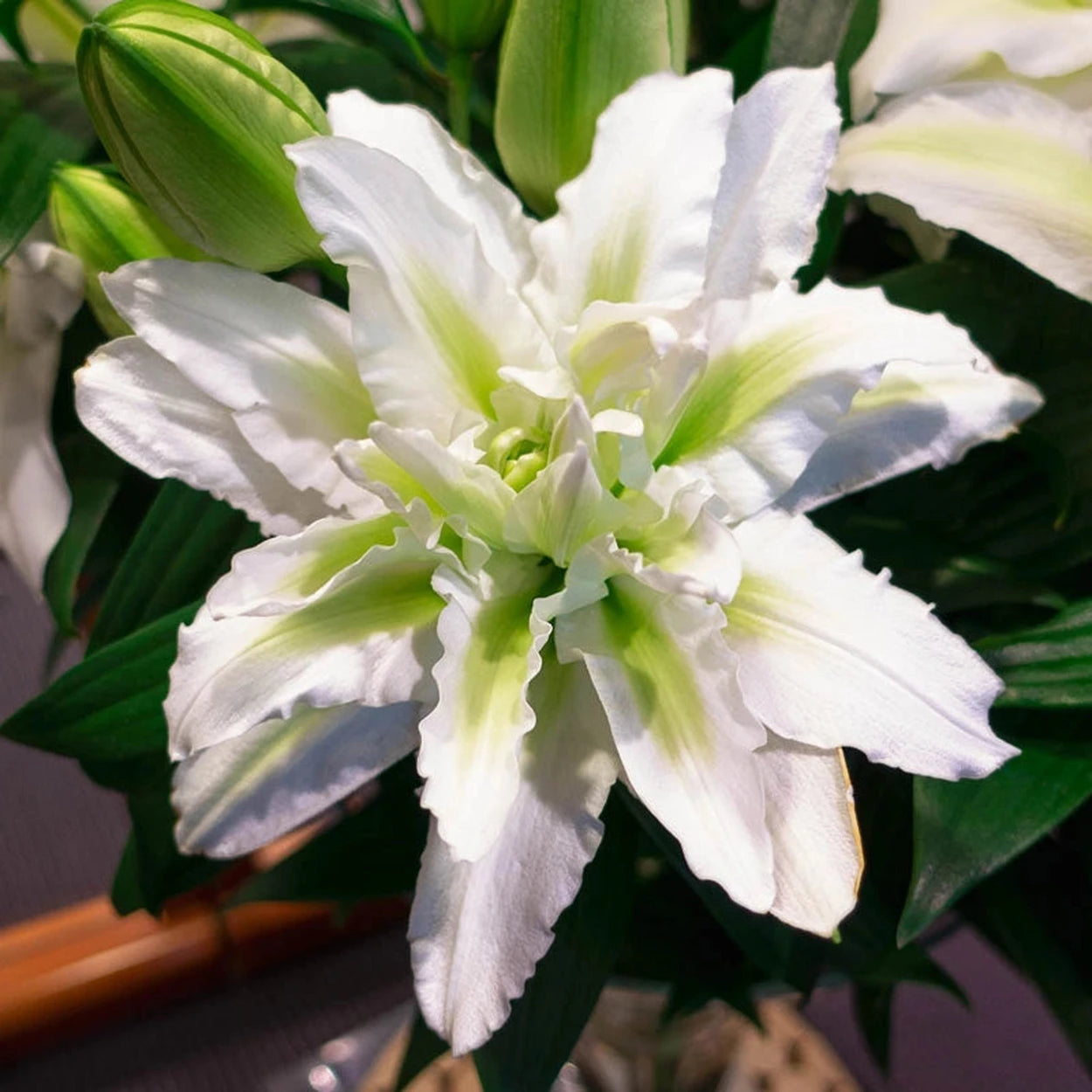 brecks asiatic lilies Shop Roselily Collection | Spring Planted Bulbs