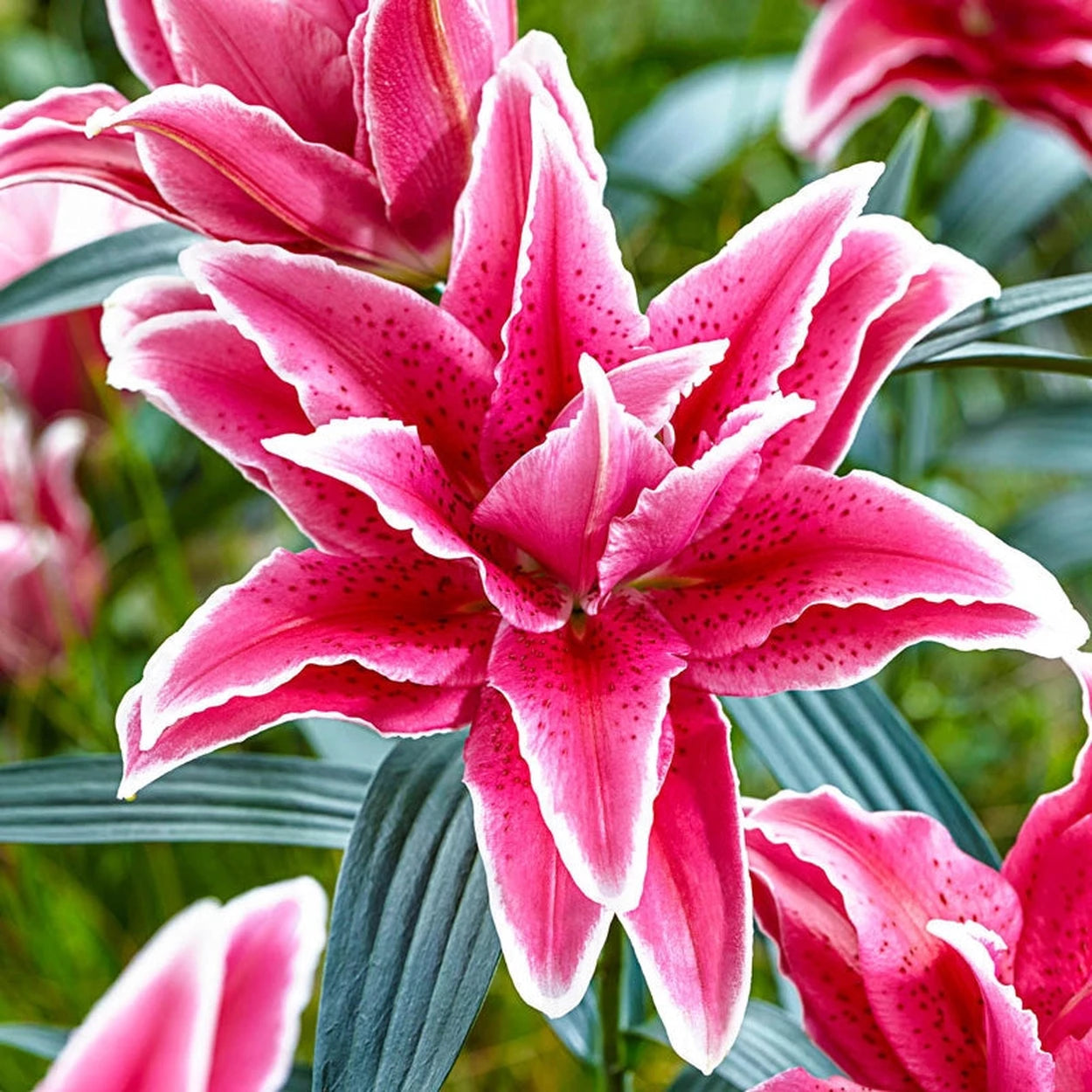brecks asiatic lilies Roselily Collection