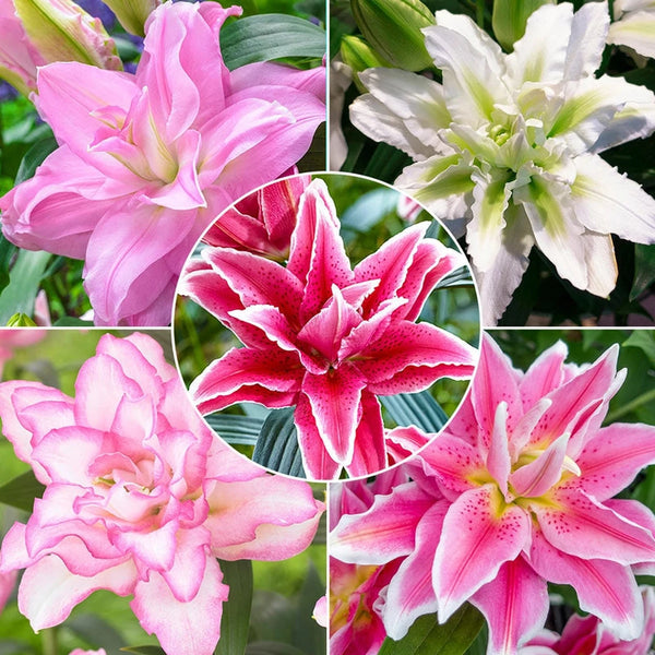Shop Roselily Collection | Spring Planted Bulbs | Breck's
