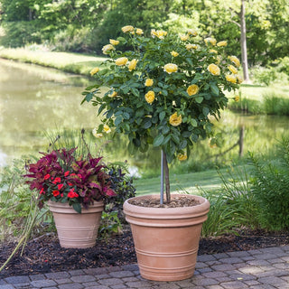 Sparkle & Shine™ 24" Tree Rose