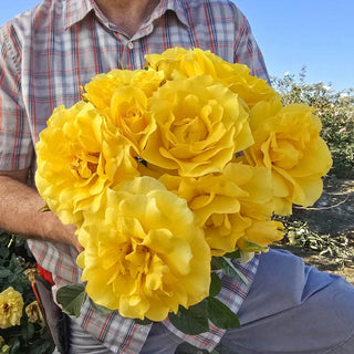 Sparkle & Shine™ 24" Tree Rose
