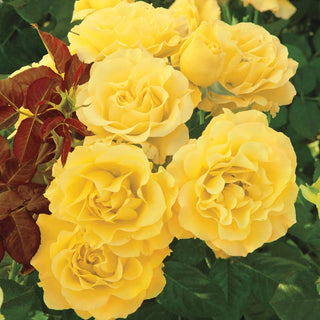 Sparkle & Shine™ 24" Tree Rose