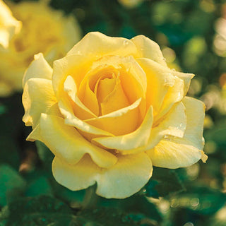 Sparkle & Shine™ 24" Tree Rose
