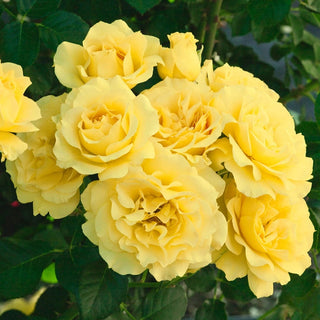 Sparkle & Shine™ 24" Tree Rose