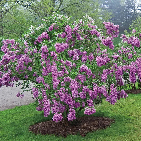 Lilac Sunday Lilac | Shop Hedges and Shrubs Online | Breck's