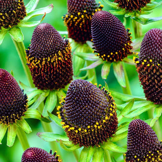 Green Wizard Coneflower