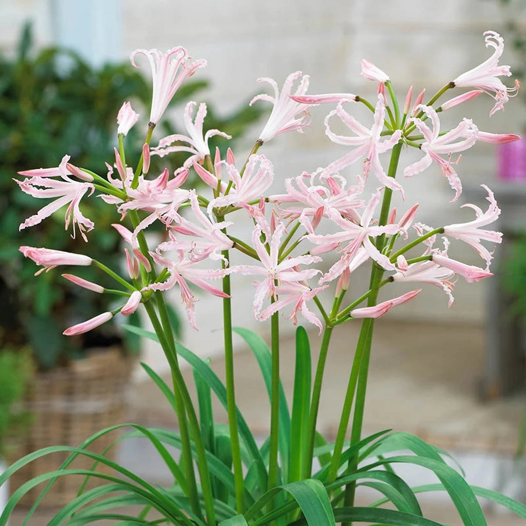 Buy Vesta Naked Lady Online | Spring Planted Bulbs | Breck's