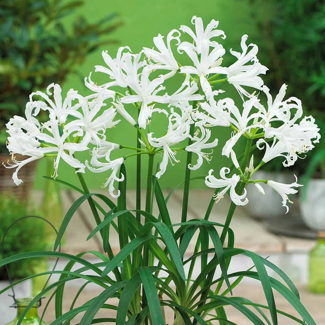 naked lily flower Alba Naked Lady