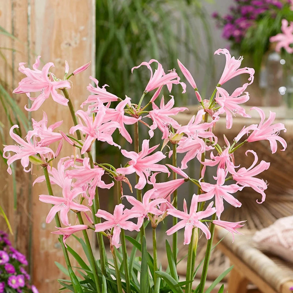 Beeks Bulbs Buy Amandi Naked Lady | Spring Planted Bulbs | Breck's