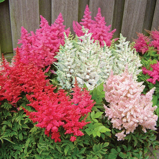 Younique Astilbe Mixture
