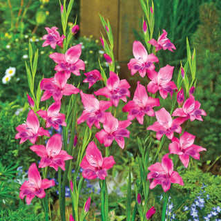 Vulcano Hardy Gladiolus