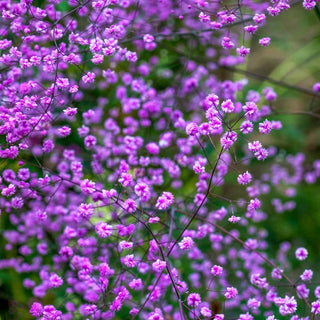 Hewitts Double Chinese Meadow Rue
