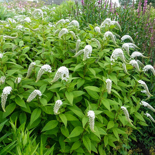 Gooseneck Loosestrife