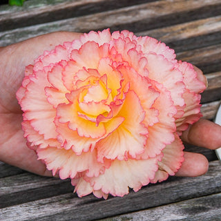 Samba Begonia Mixture