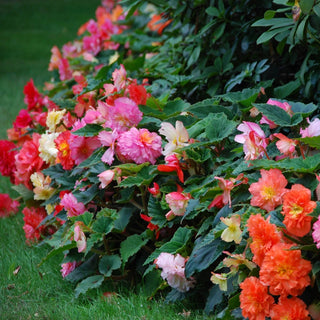 Samba Begonia Mixture