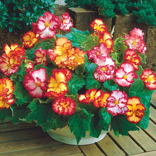 Crispa Marginata Begonia Mixture