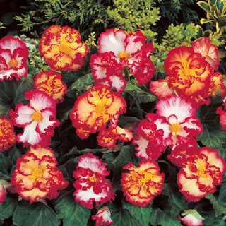 Crispa Marginata Begonia Mixture