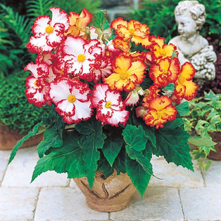 Crispa Marginata Begonia Mixture