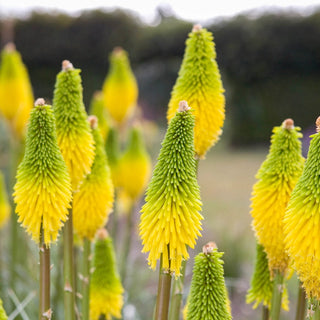 Bees' Lemon Red Hot Poker