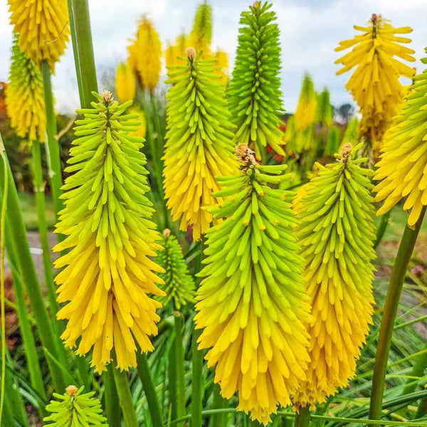 Buy Bees' Lemon Red Hot Pokers | Sun Perennials | Breck's