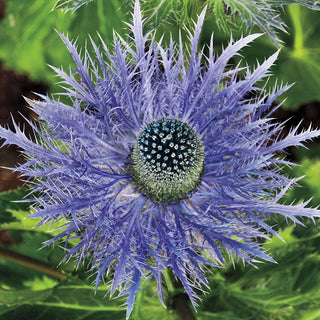 Blue Star Sea Holly