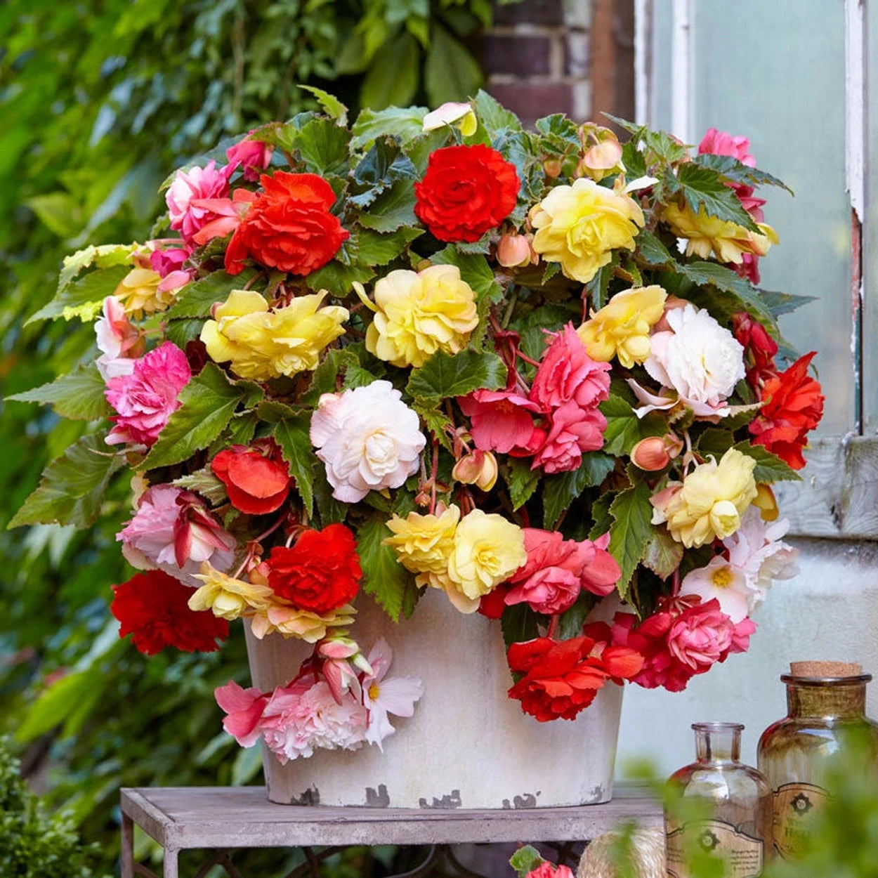 fragrant hanging basket plants Fragrant Hanging Basket Begonia Mixture