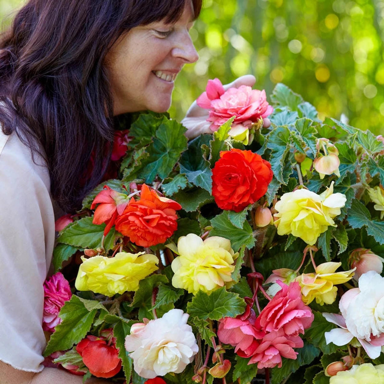 fragrant plants for hanging baskets Fragrant Hanging Basket Begonia Mixture
