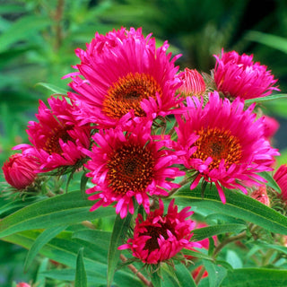 In Memory Of Alma Potschke New England Aster