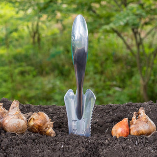 3 Months of Mixed Daffodils