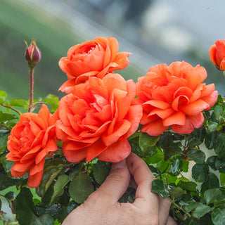 Above All™  Climbing Rose