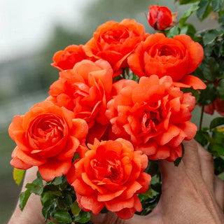 Above All™  Climbing Rose