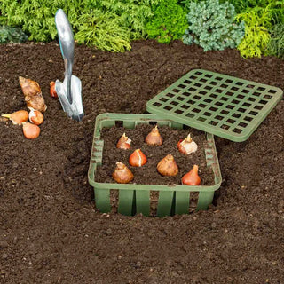 Bulb Basket