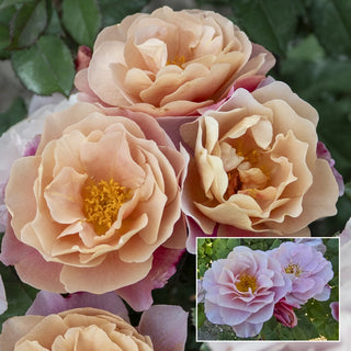 Distant Drums Shrub Rose