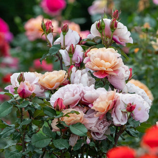 Distant Drums Shrub Rose