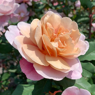 Distant Drums Shrub Rose