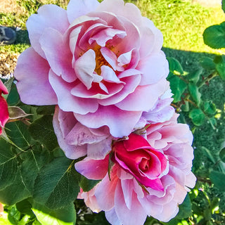 Distant Drums Shrub Rose