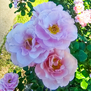 Distant Drums Shrub Rose