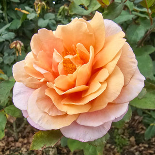 Distant Drums Shrub Rose